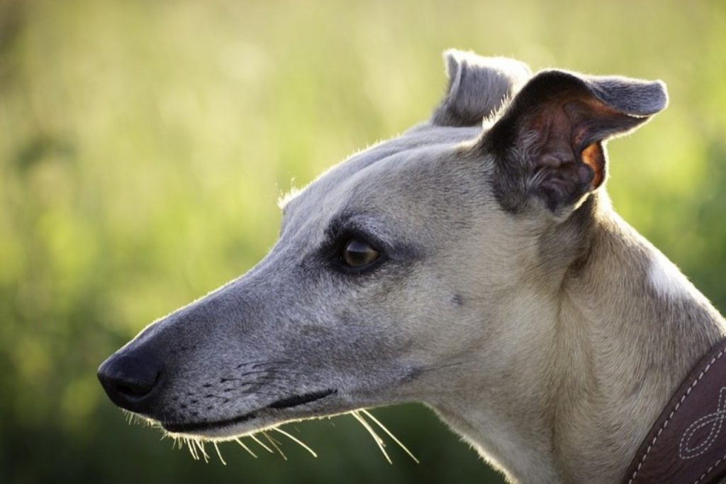 Greyhound | Karakter | Verzorging | Hondenrassen | De Nieuwe