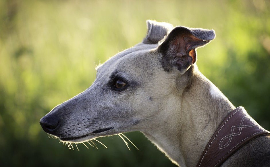 Greyhound behoort tot de 10 snelste honden ter wereld