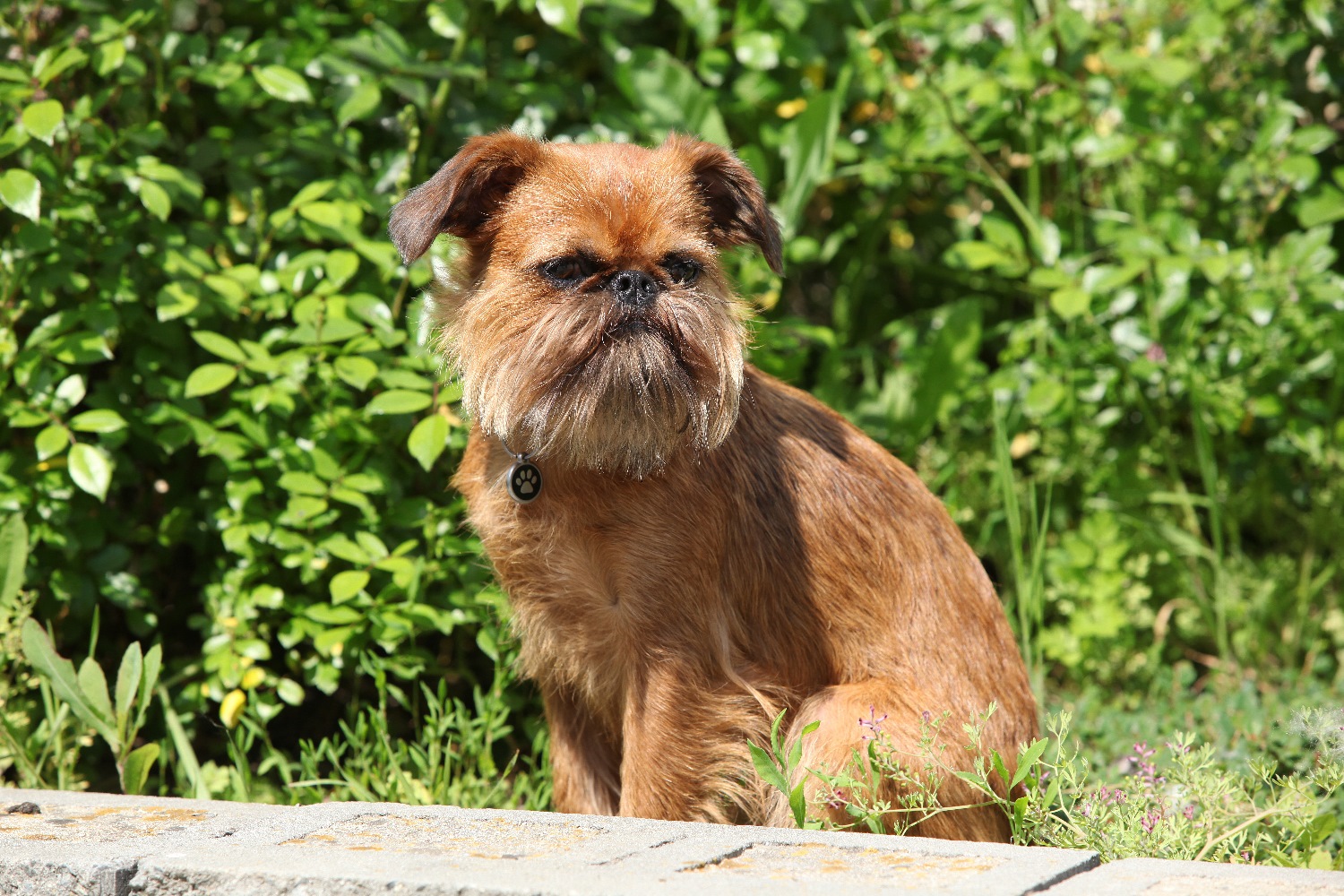 Griffon Bruxellois Karakter Verzorging Hondenrassen De Nieuwe Hond