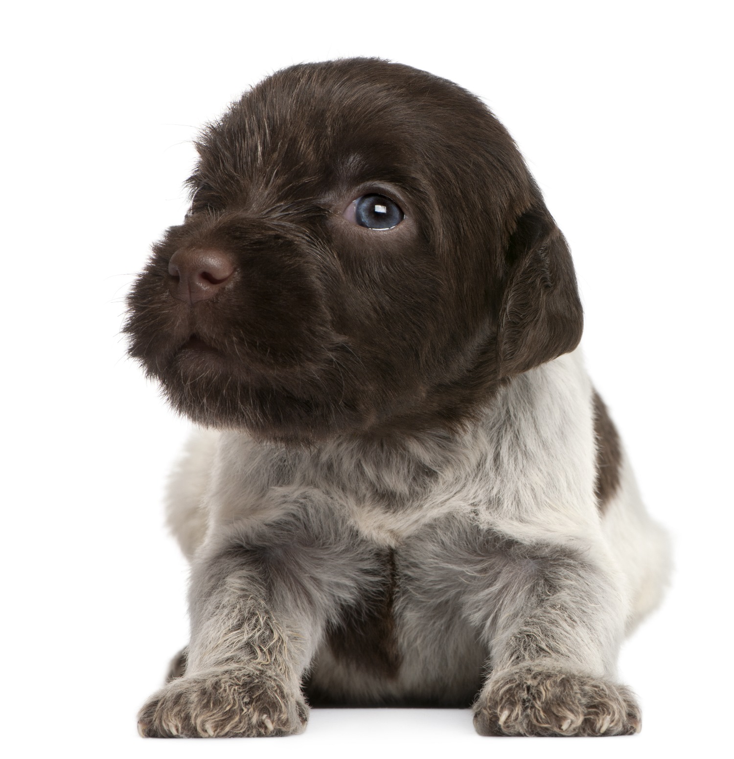 Griffon-Korthals-Wirehaired Pointing Griffon puppy (1 months old)