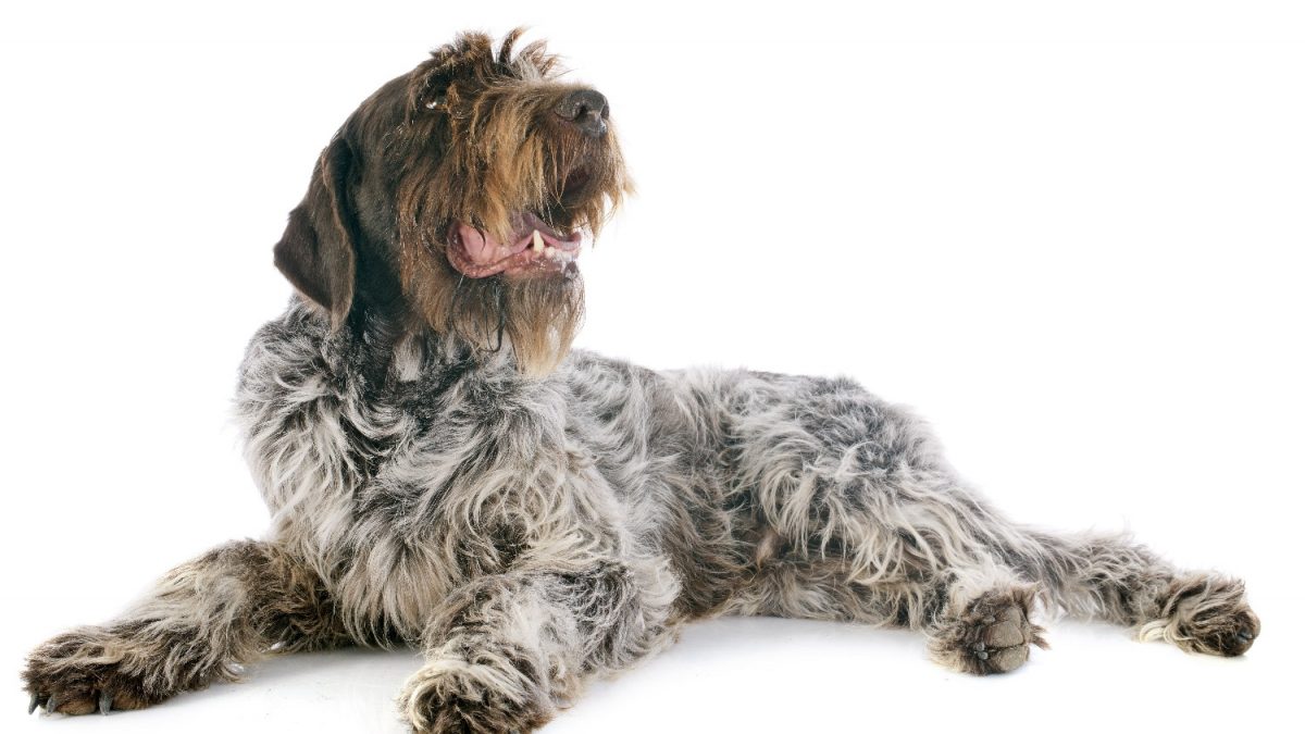 Griffon-Korthals-Depositphotos_41124911_S - Wirehaired Pointing Griffon