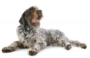 Griffon-Korthals-Depositphotos_41124911_S - Wirehaired Pointing Griffon