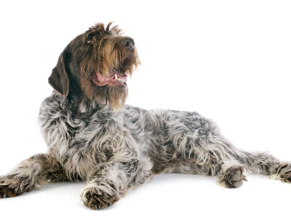 Griffon-Korthals-Depositphotos_41124911_S - Wirehaired Pointing Griffon