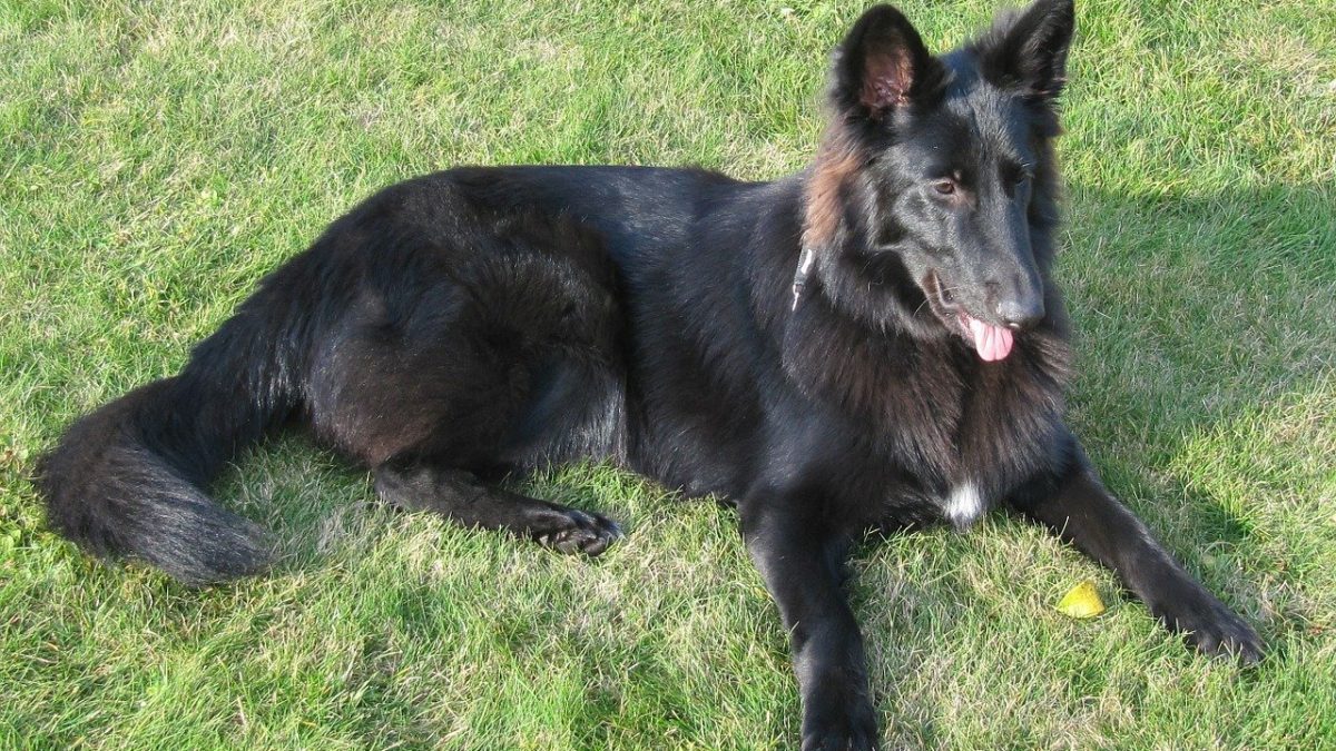 Belgian Shepherd Groenendael, Groenendaelse Herder, Groenendale