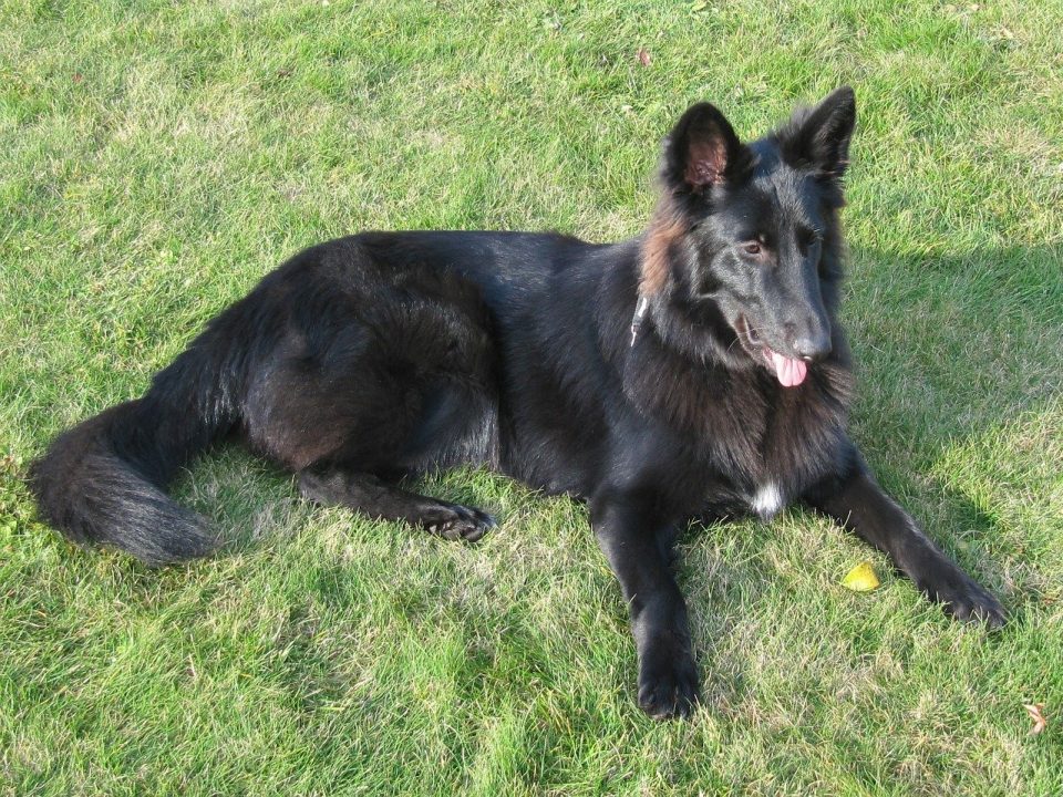 Belgian Shepherd Groenendael, Groenendaelse Herder, Groenendale