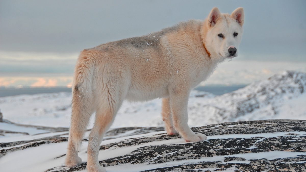 Groenlandse hond