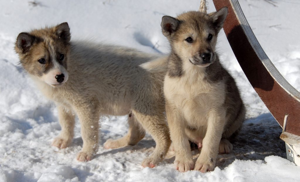 Groenlandse hond puppies