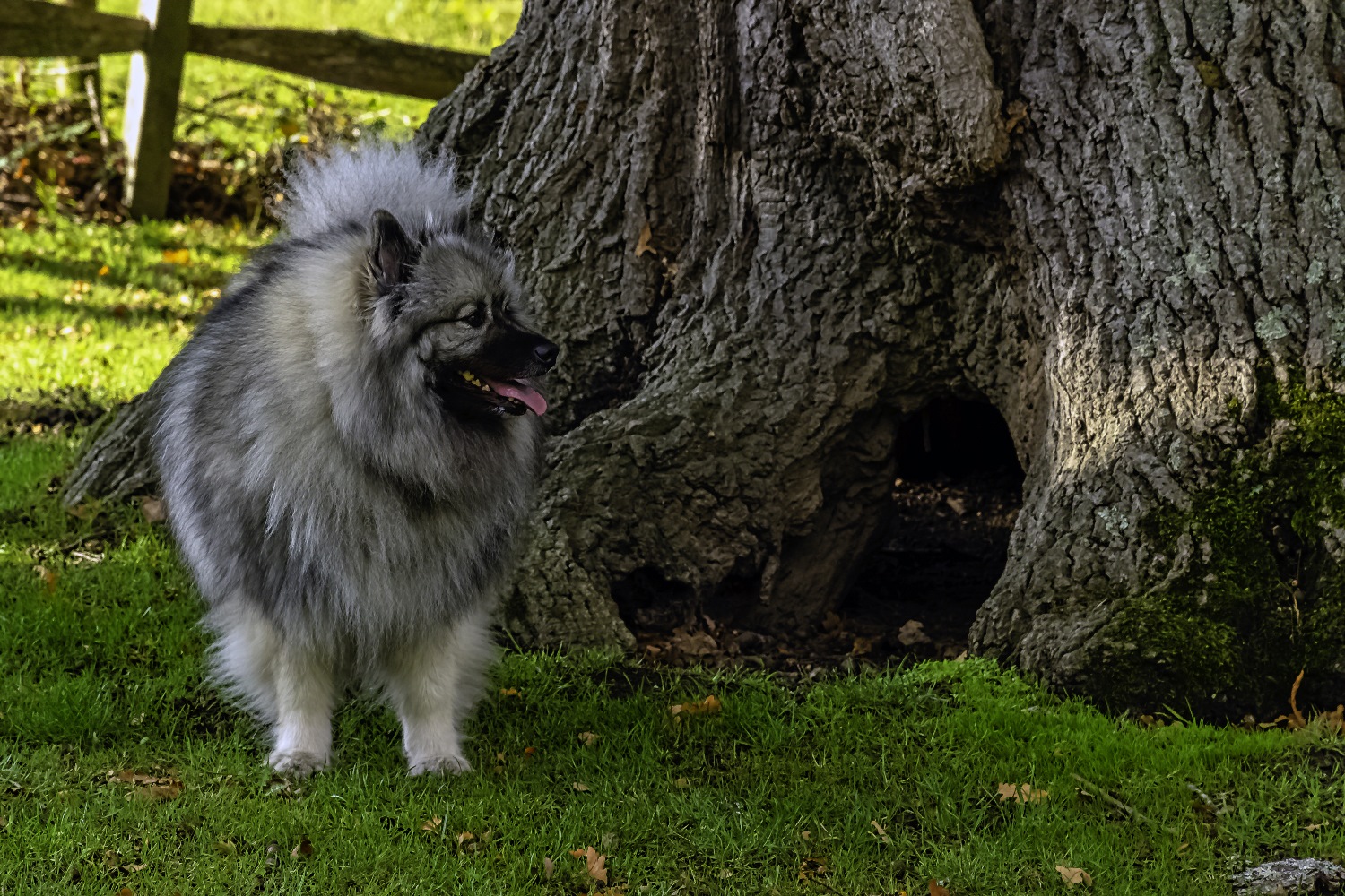 Grote keeshond Depositphotos_312059004_S