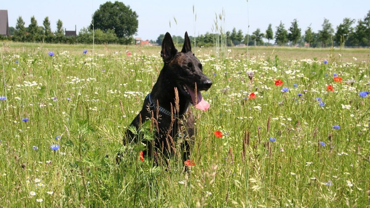 Hollandse Herdershond