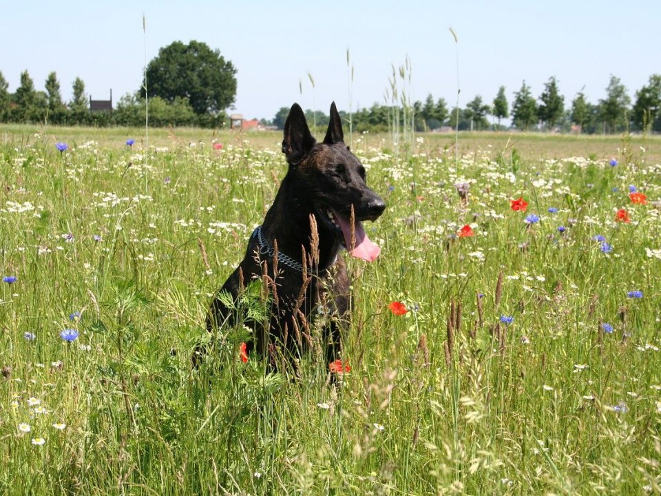 Hollandse Herdershond