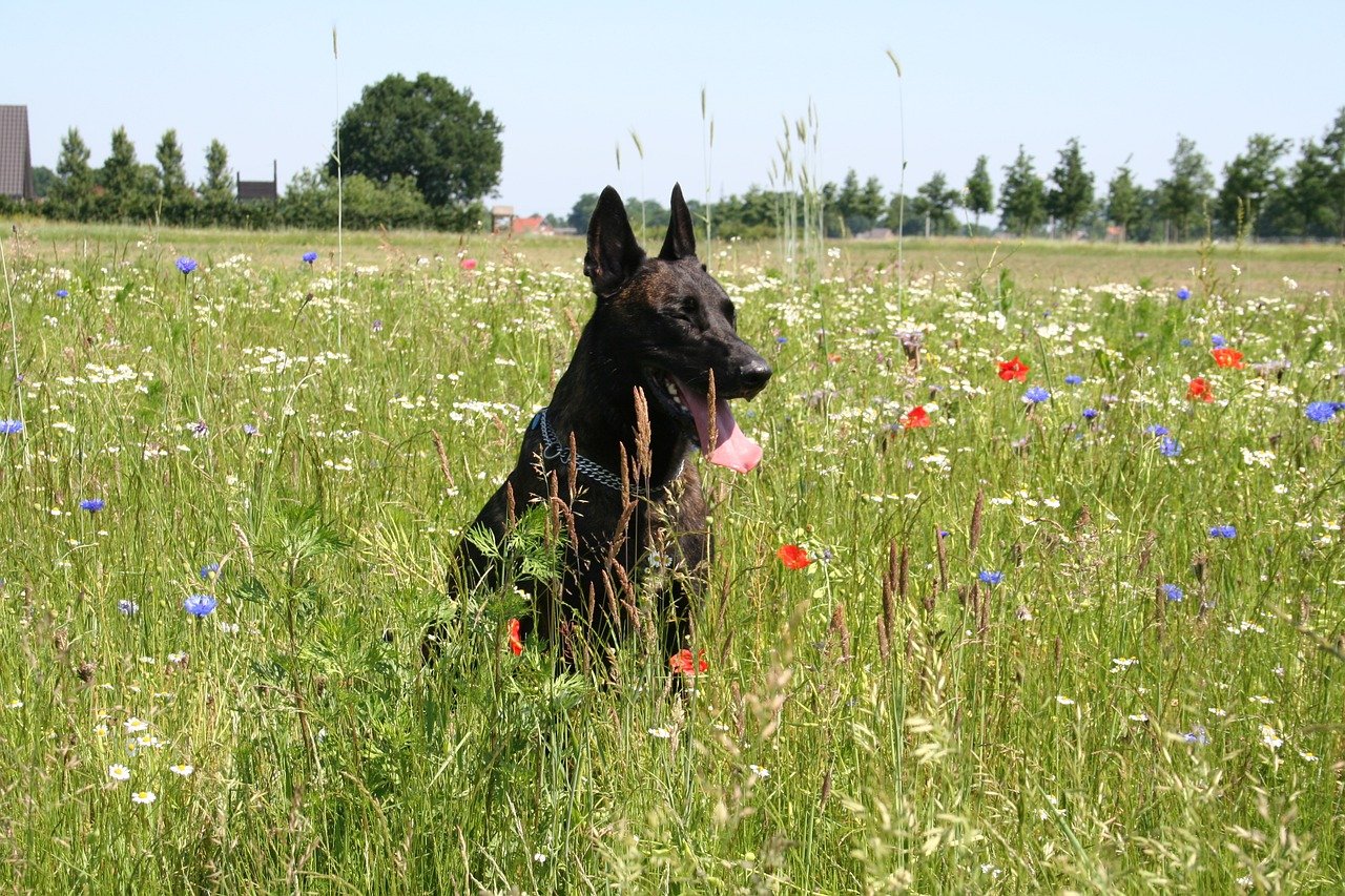 Hollandse Herdershond