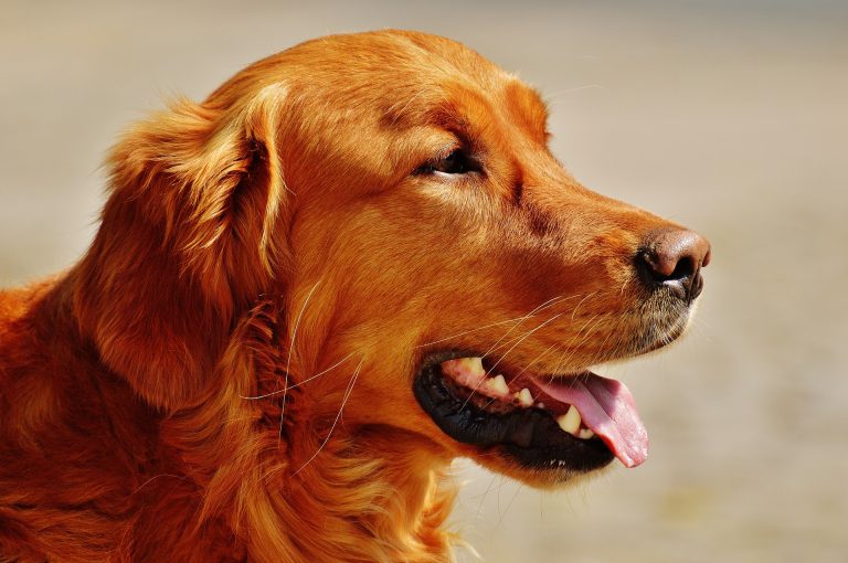 Alle Hondenrassen Met Foto Hondenrassen De Nieuwe Hond alle-hondenrassen-met-foto-hondenrassen-de-nieuwe-hond