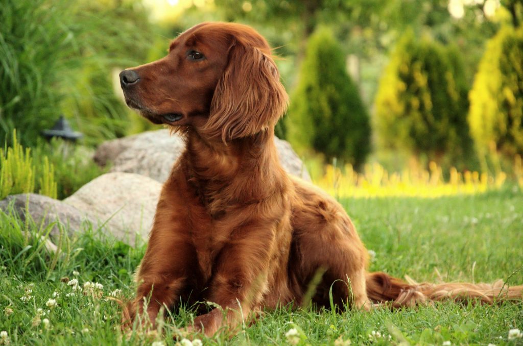 Ierse Setter puppy