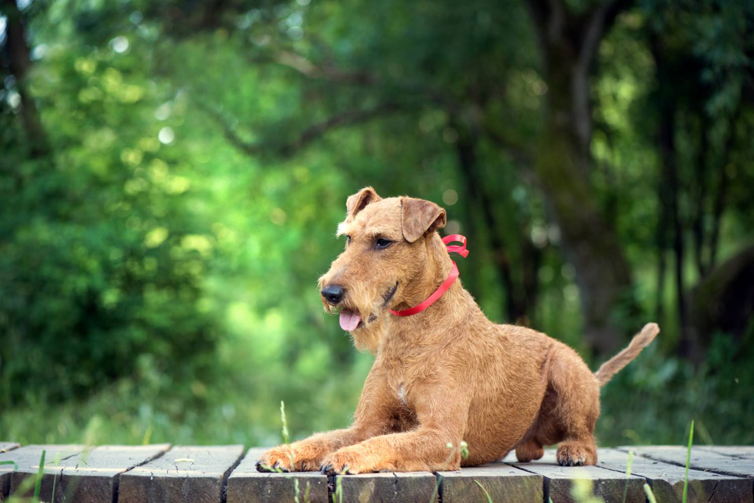 Ierse Terrier Depositphotos_161930652_S