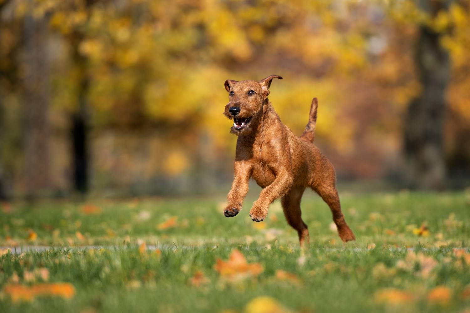 Ierse Terrier Depositphotos_361803368_S