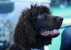 Ierse Waterspaniel