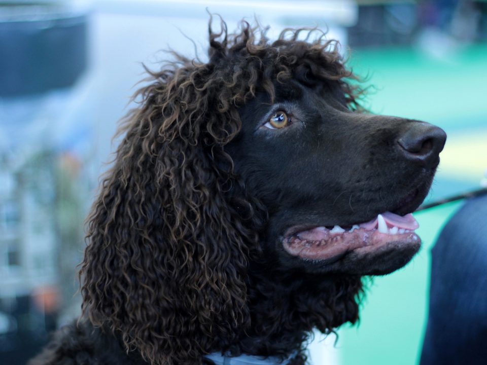 Ierse Waterspaniel