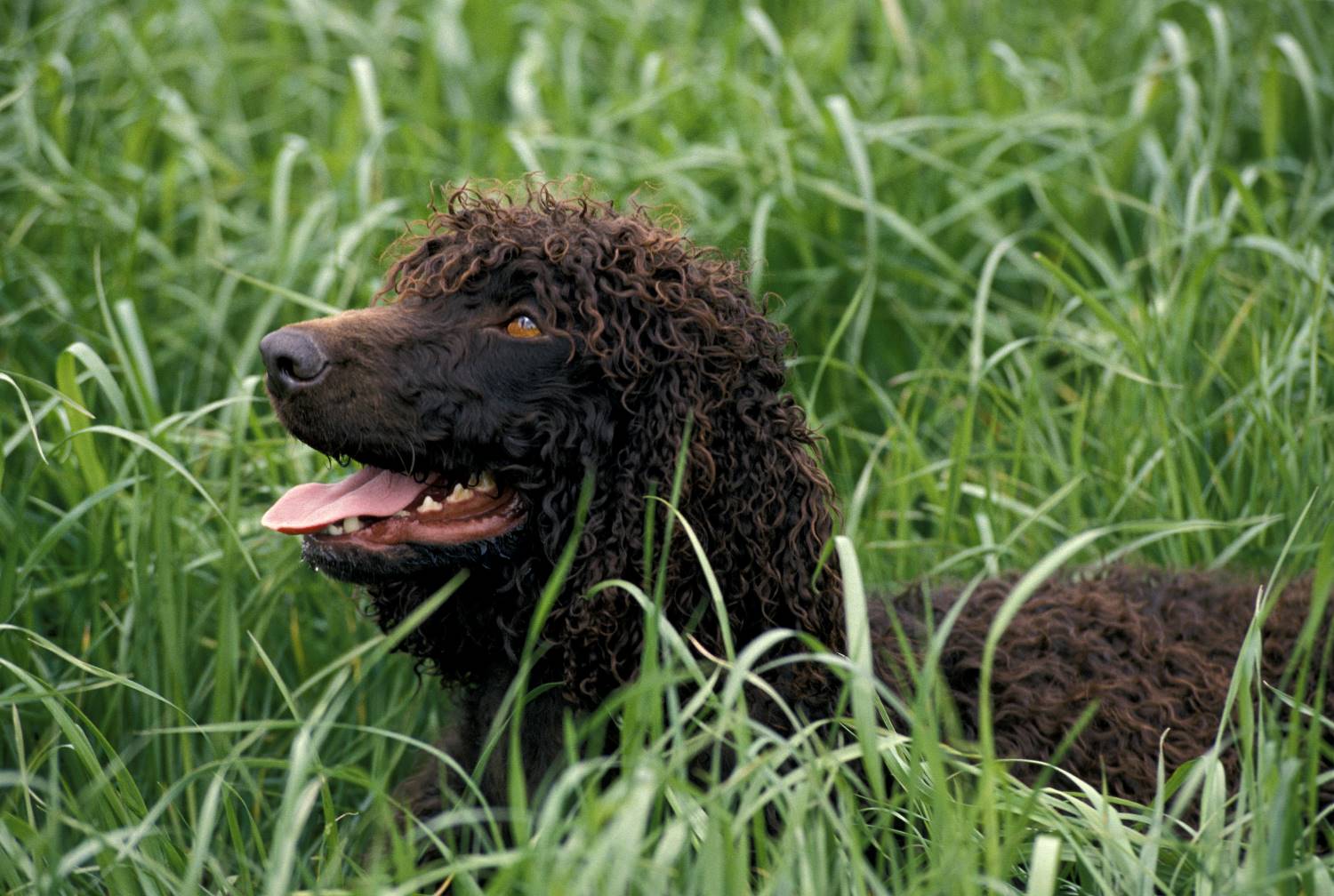 Ierse Waterspaniel Depositphotos_350769754_S