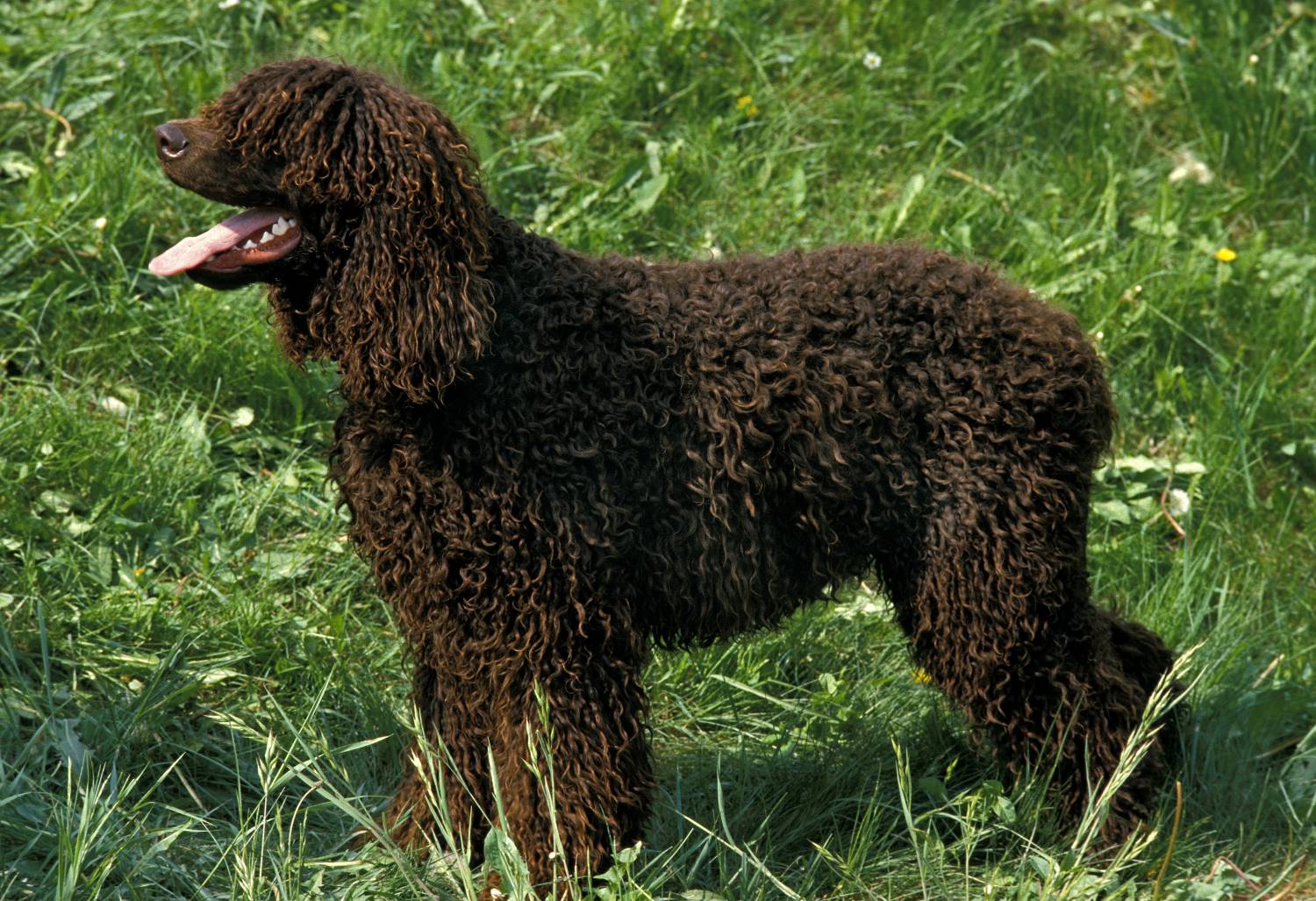 Ierse Waterspaniel Depositphotos_350772274_S