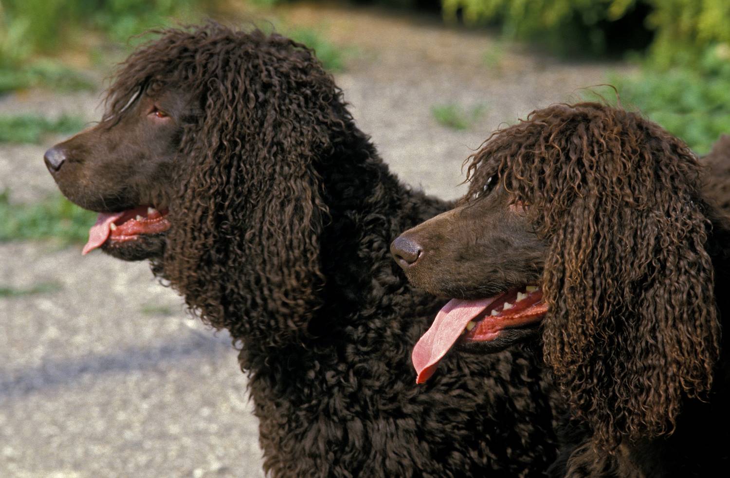 Ierse Waterspaniel Depositphotos_350777092_S