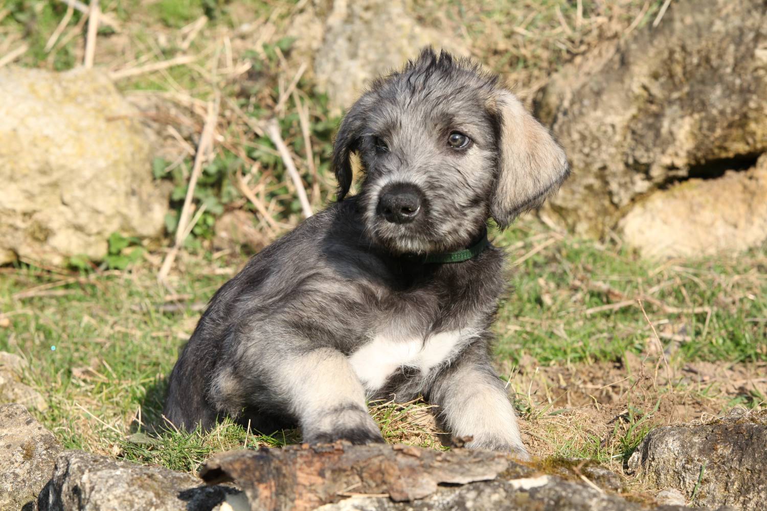 Ierse Wolfshond puppy Depositphotos_40708267_S