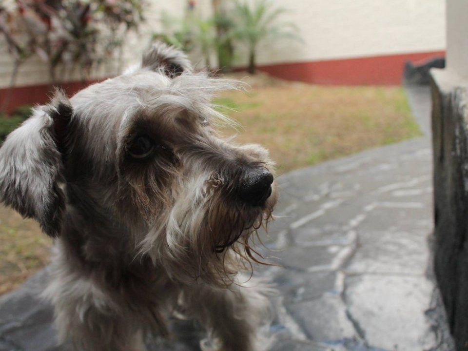 Irish Glen of Imaalterrier