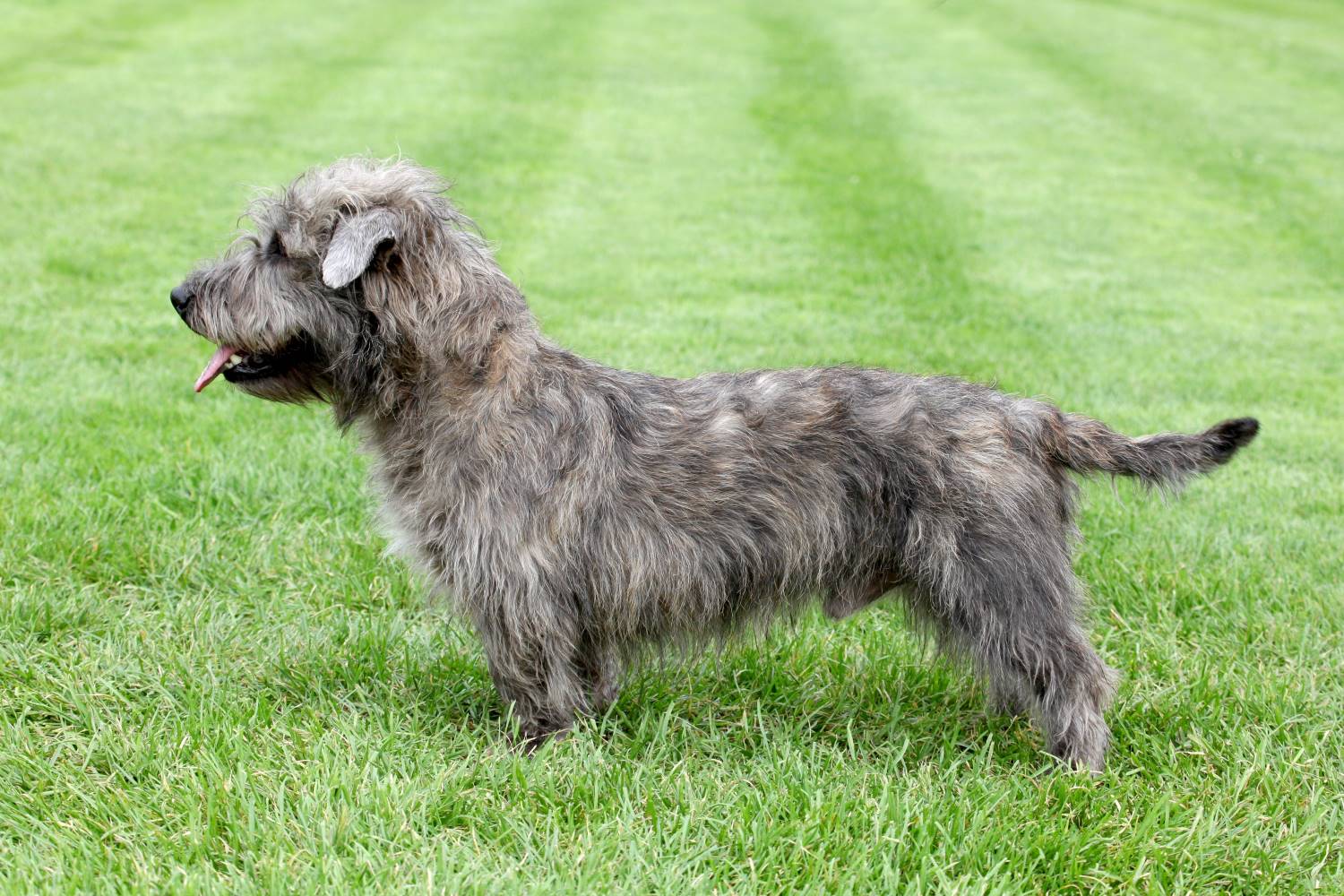 Irish Glen of Imaalterrier Depositphotos_159969672_S