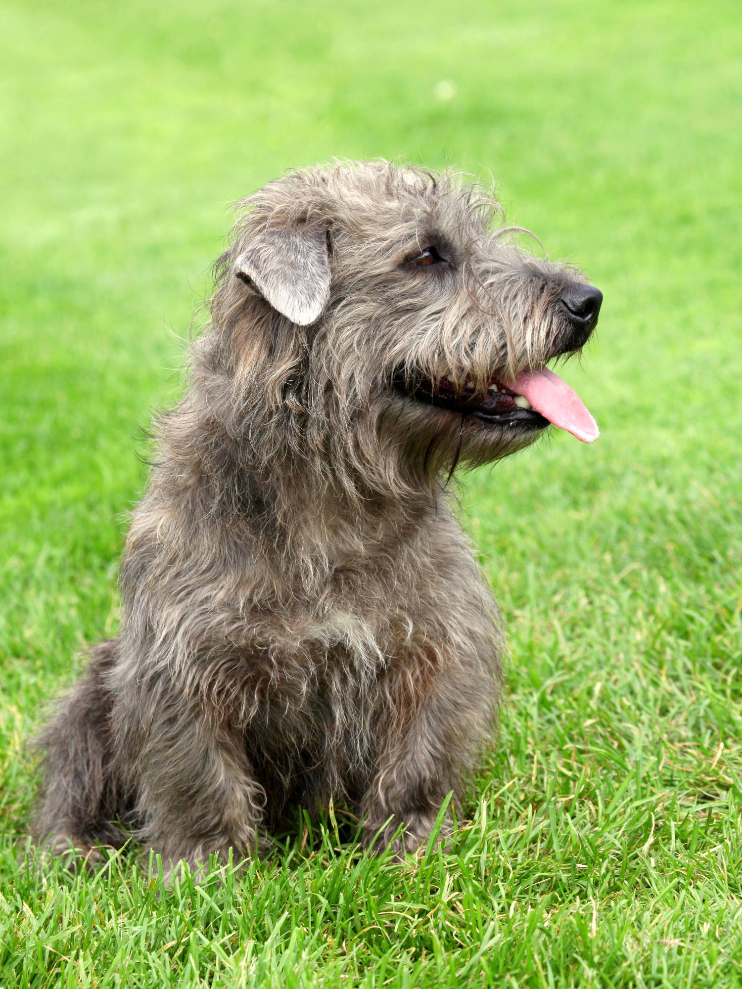 Irish Glen of Imaalterrier Depositphotos_96870674_S