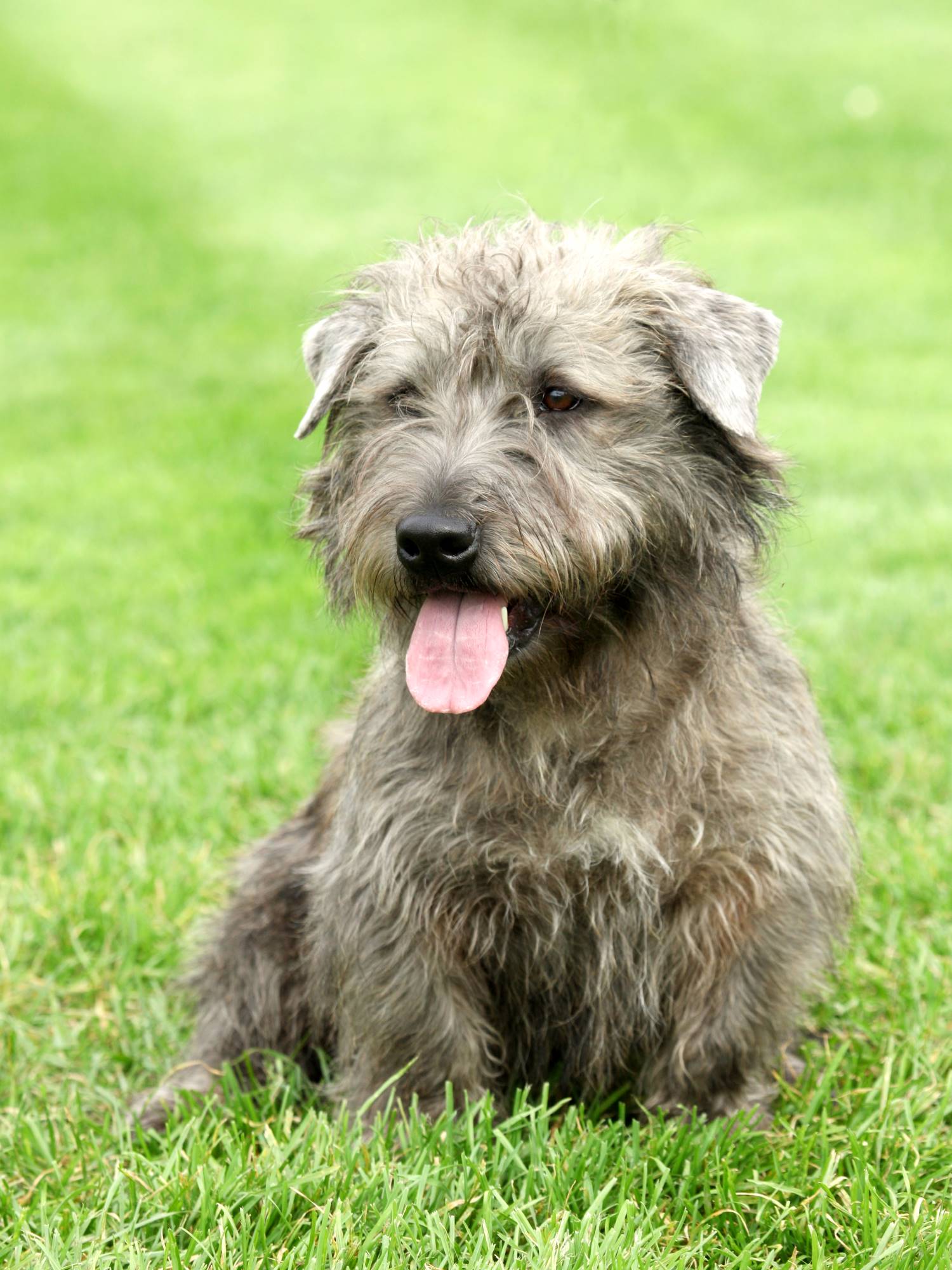 Irish Glen of Imaalterrier puppy Depositphotos_12730631_S