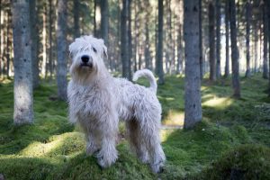 Irish Softcoated Wheaten Terrier