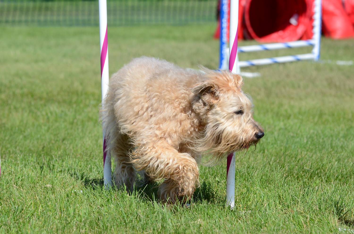 Irish Softcoated Wheaten Terrier Depositphotos_108557524_S