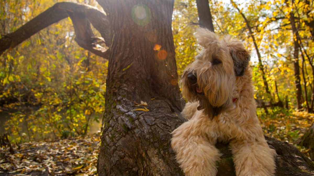 Irish Softcoated Wheaten Terrier Depositphotos_311434046_S