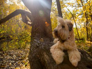 Irish Softcoated Wheaten Terrier Depositphotos_311434046_S