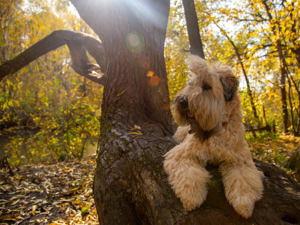 Irish Softcoated Wheaten Terrier Depositphotos_311434046_S