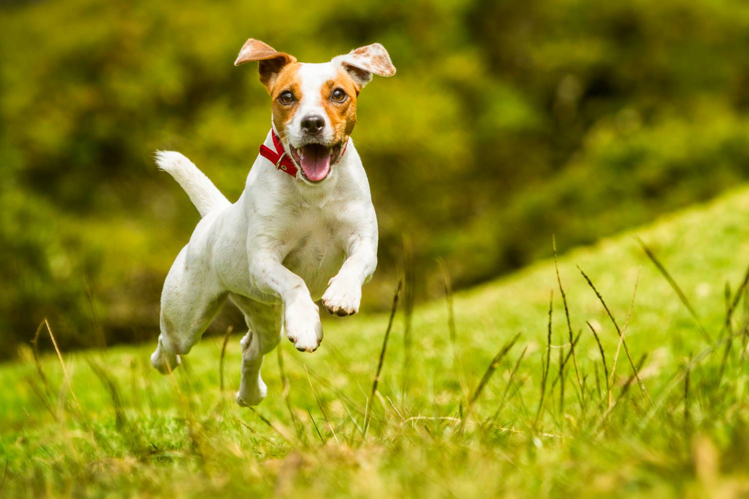 kort Tips waardigheid Jack Russell Terrier | Karakter | Verzorging | Hondenrassen | De Nieuwe Hond