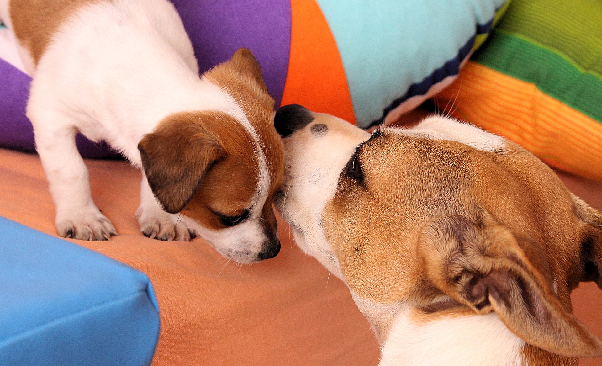 Jack Russell Terrier puppy