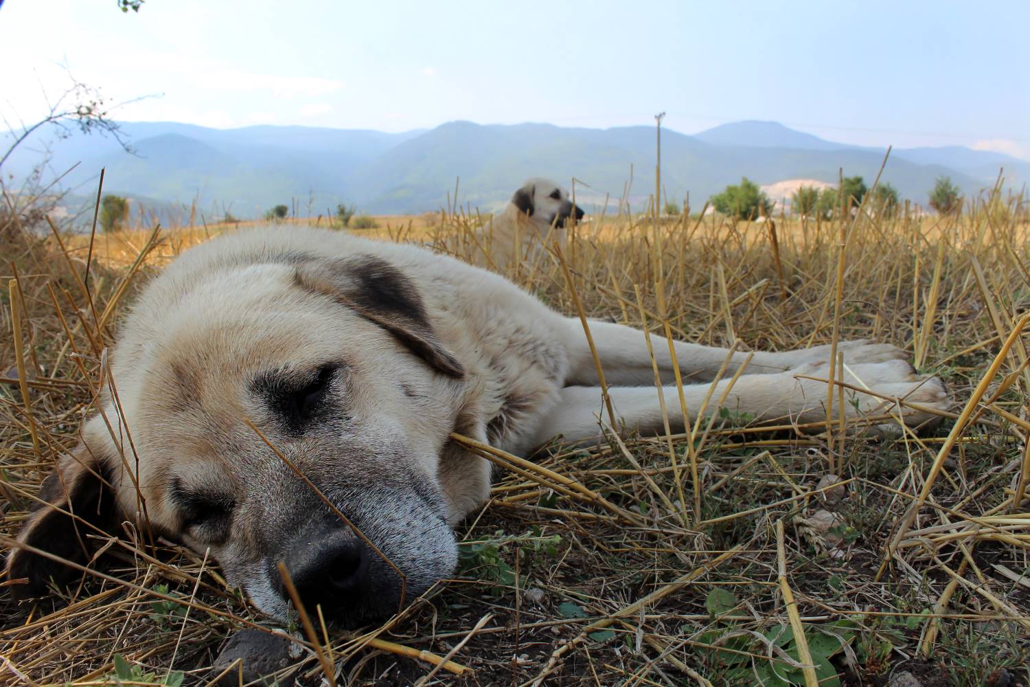 Karabash of Anatolische Herdershond Depositphotos_13862708_S