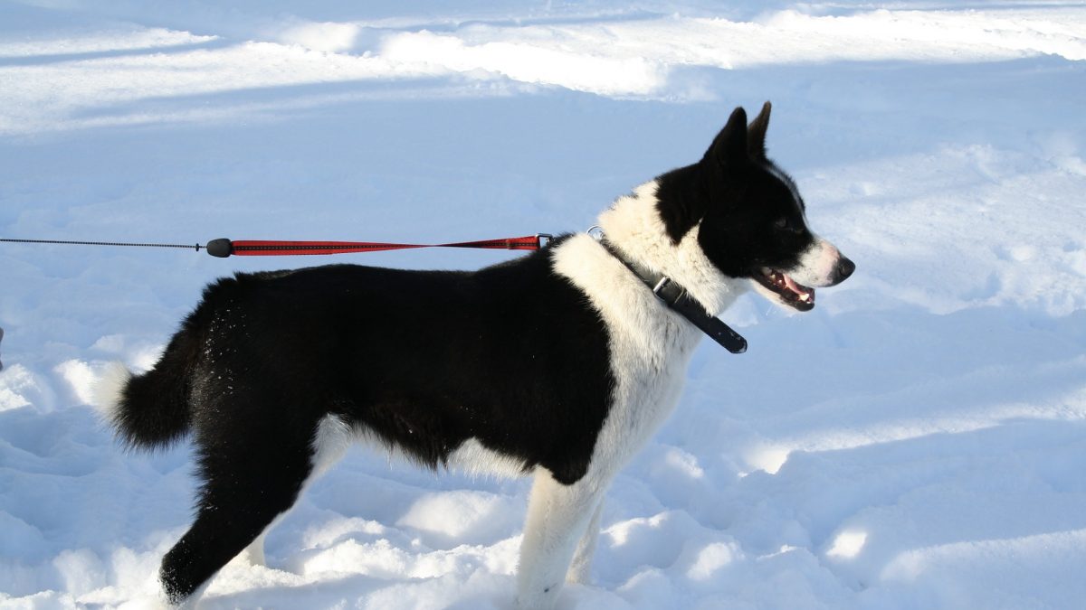 Karelische Berenhond