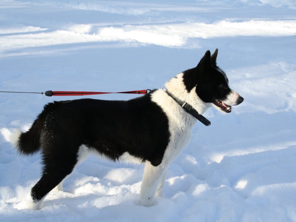 Karelische Berenhond