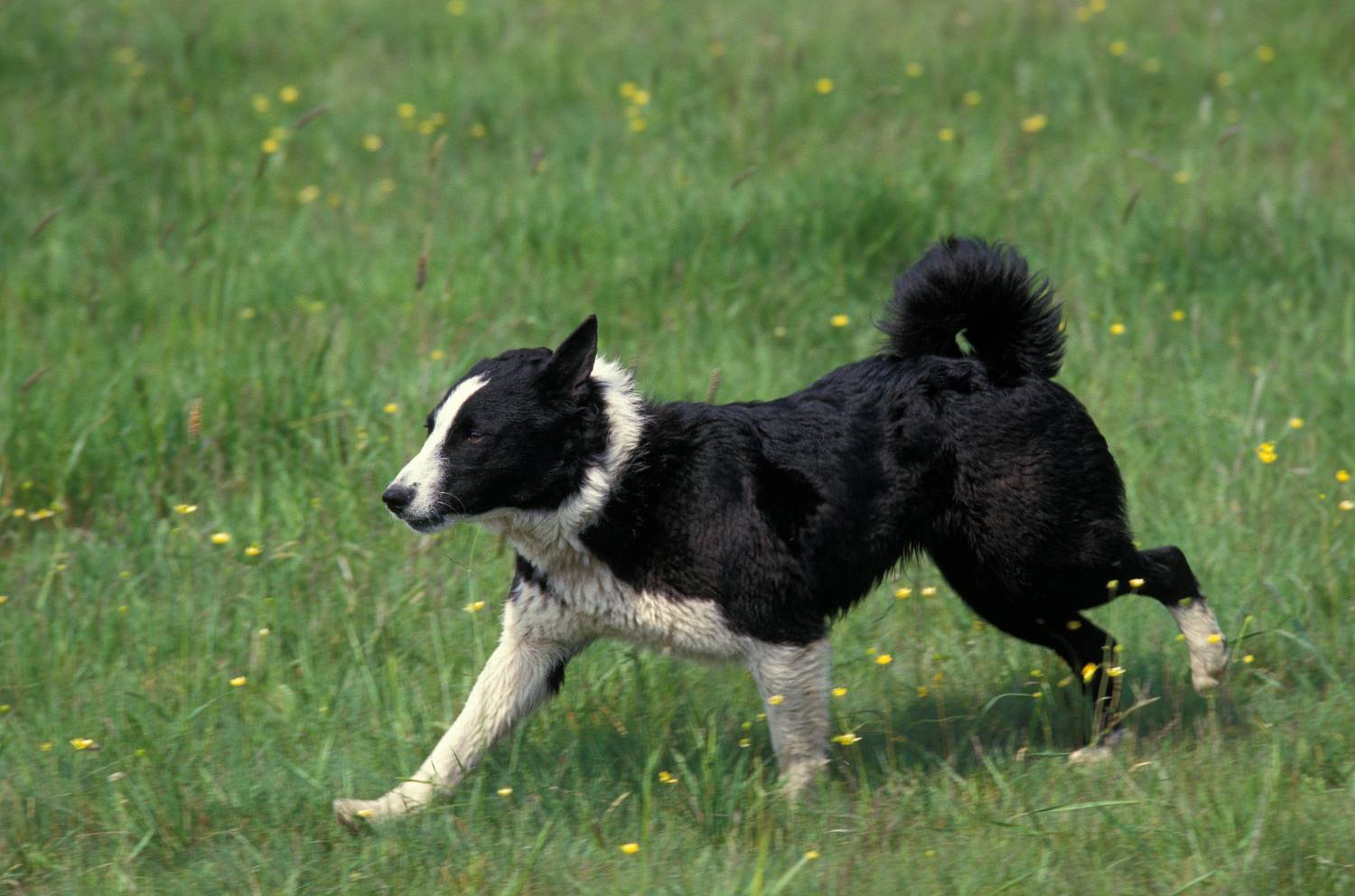 Karelische Berenhond Depositphotos_342937700_S