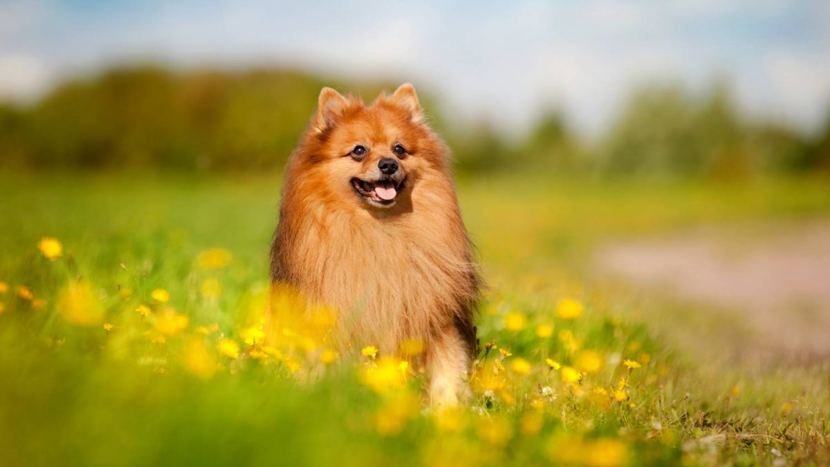 darmgezondheid Keeshond Depositphotos_63002167_S