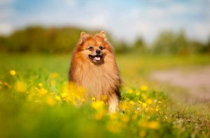 darmgezondheid Keeshond Depositphotos_63002167_S