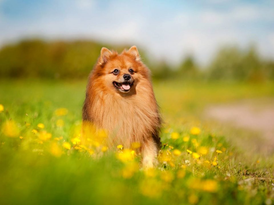 Zo ondersteun je de darmgezondheid van je hond effectief 7 darmgezondheid Keeshond Depositphotos_63002167_S