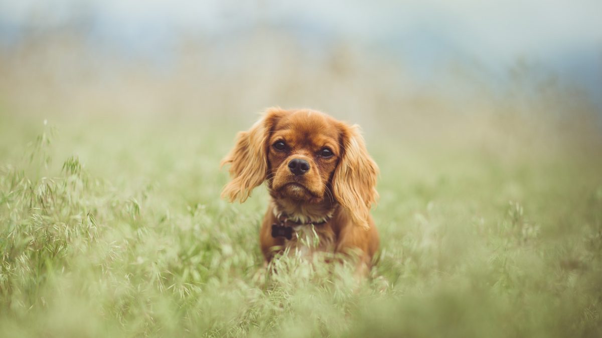 King Charles Spaniel