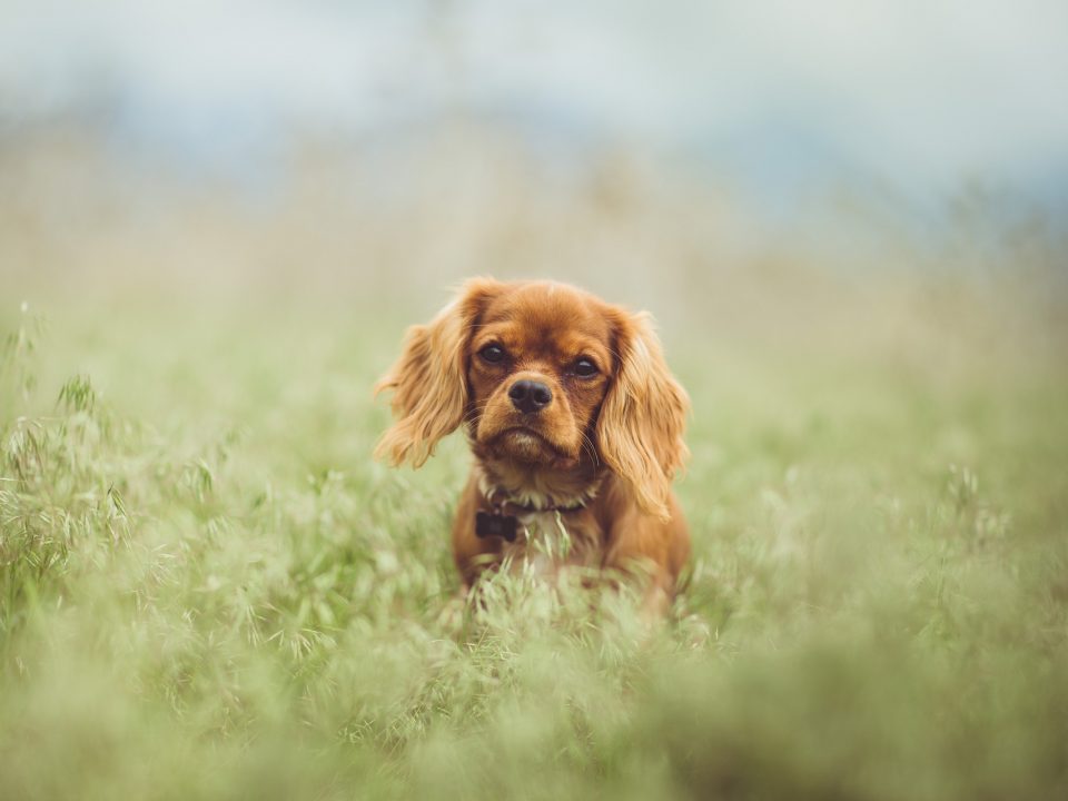 King Charles Spaniel