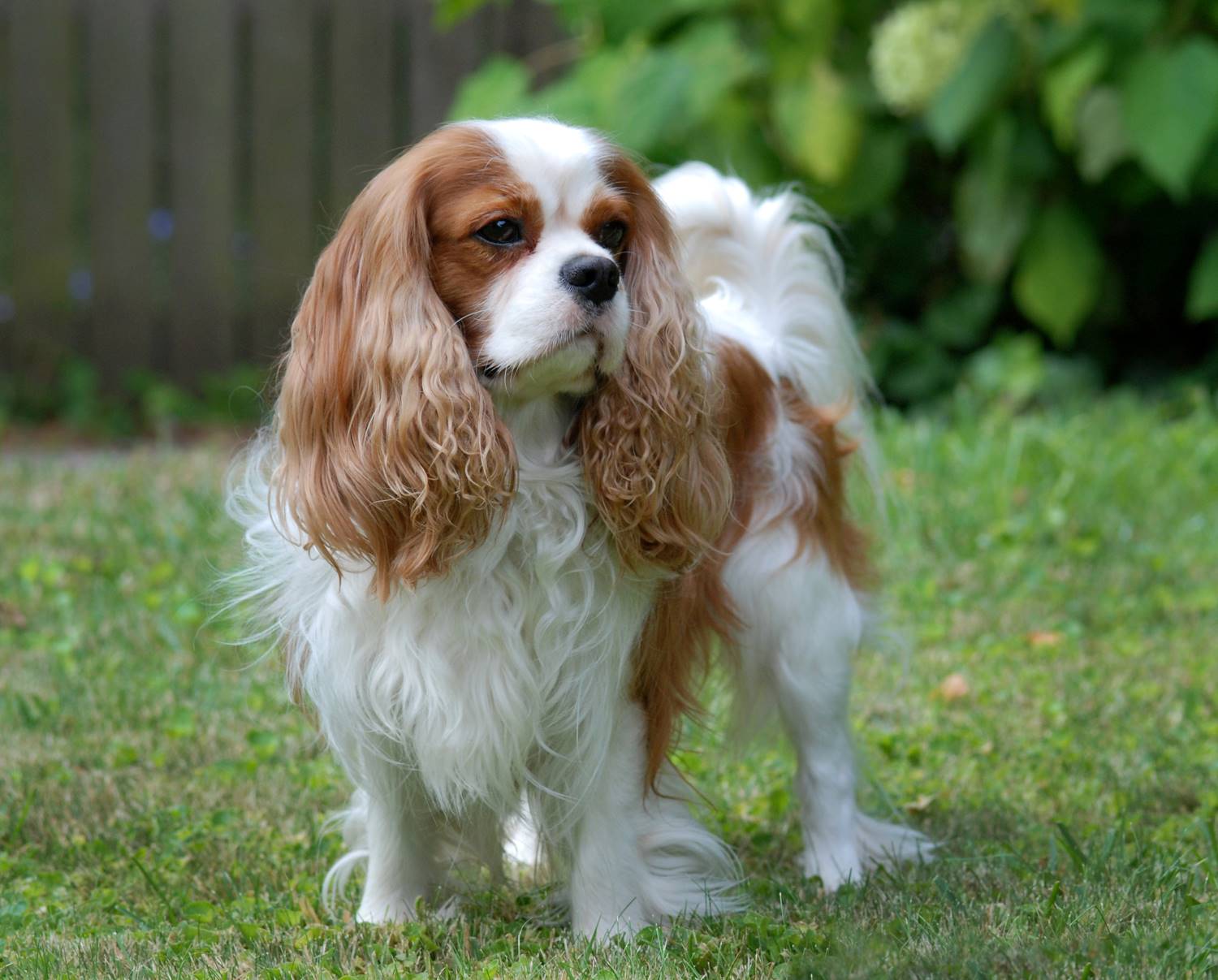 King Charles Spaniel Depositphotos_13146567_S