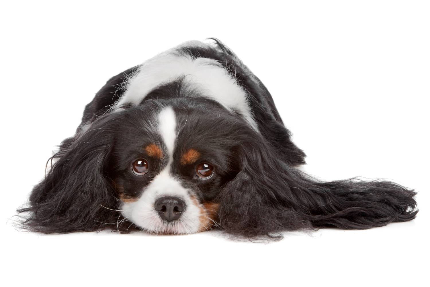 King Charles Spaniel Depositphotos_4441748_S