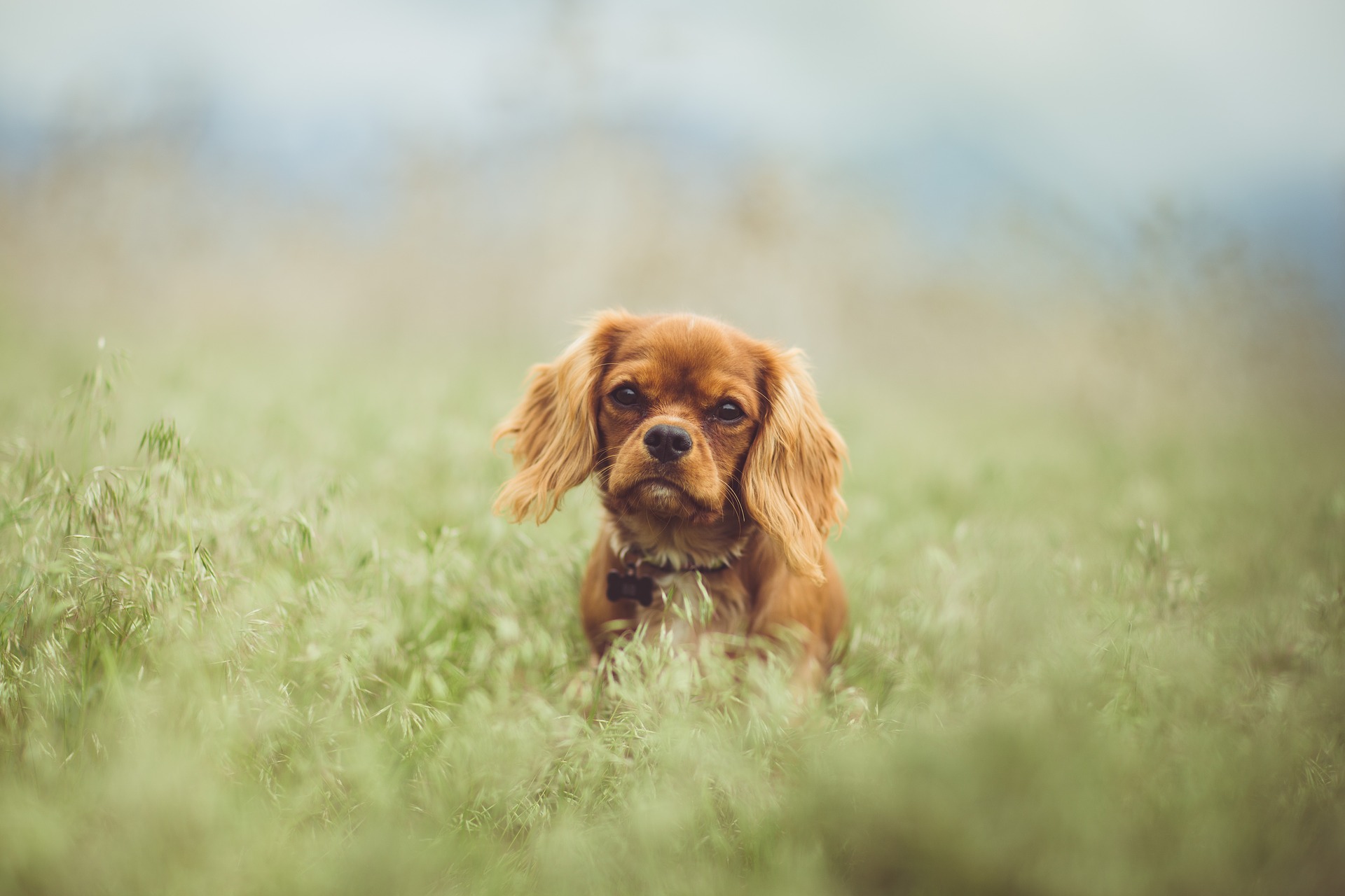 King Charles Spaniel - Engelse hondenrassen