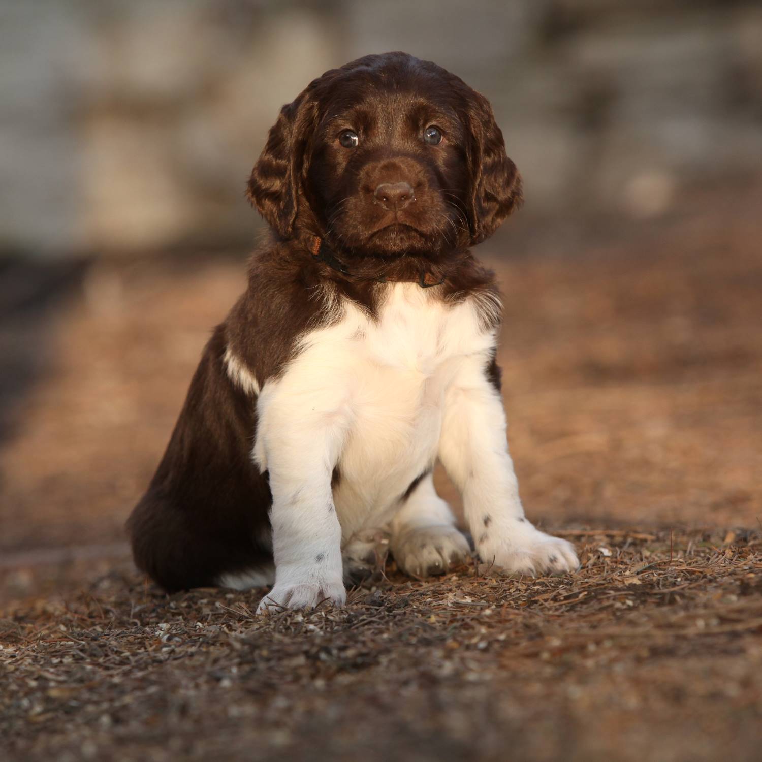 Kleine Munsterlander puppy Depositphotos_74730655_S