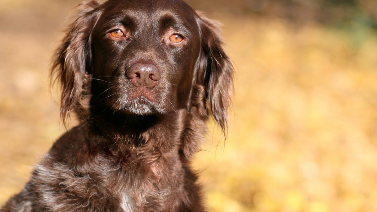 Kleine Munsterlander Vorstehhund